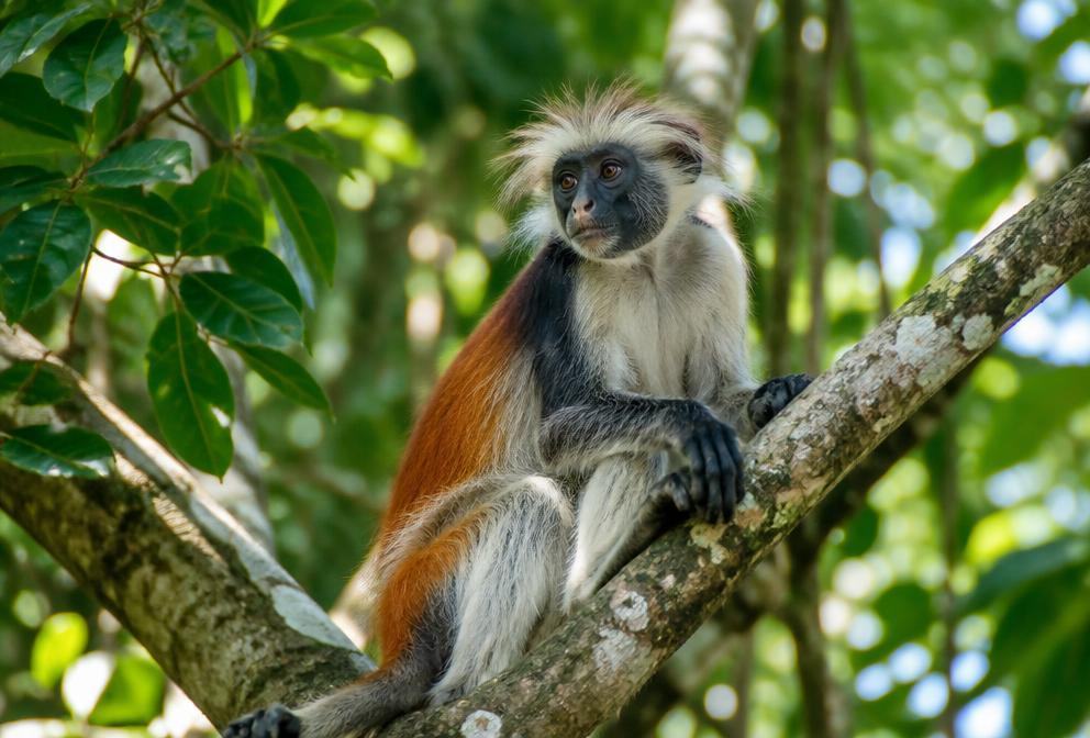 Jozani Forest and the red colobus monkeys